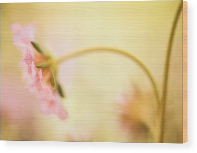 Dreamy Light Wood Print featuring the photograph Dreamy Pink Flower by Bonnie Bruno