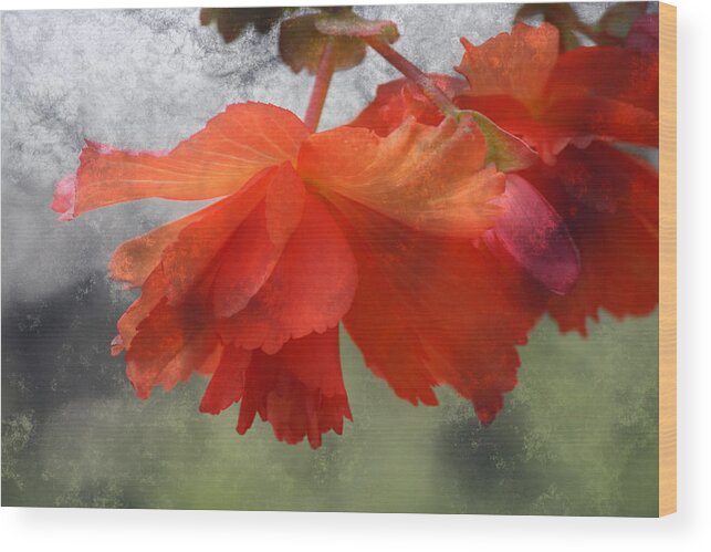 Flower Wood Print featuring the photograph Dreamy Tangerine by Julie Lueders 