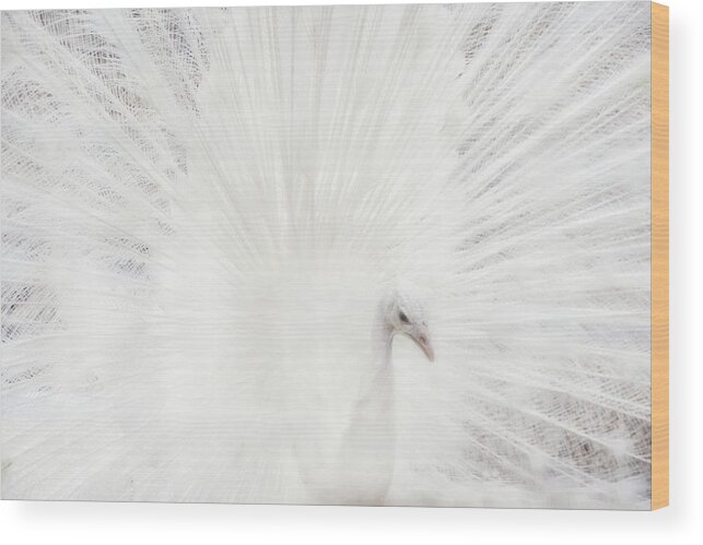 White Peacock Wood Print featuring the photograph Dreamy White Peacock by Peggy Collins