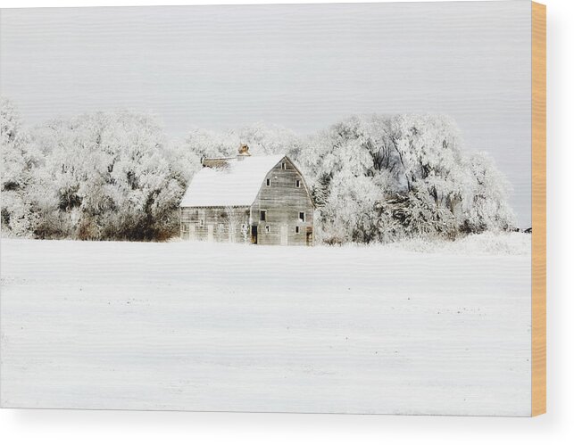 Barn Wood Print featuring the photograph Dressed in White by Julie Hamilton