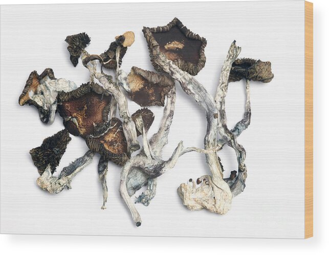 Biology Wood Print featuring the photograph Dried Psilocybe Cubensis by Ford McCann
