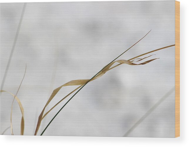 Grass Wood Print featuring the photograph Dried Twist Grass in White Sands by Colleen Cornelius