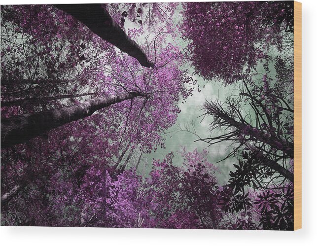 Tinted Trees Wood Print featuring the photograph Drifting by Mike Eingle