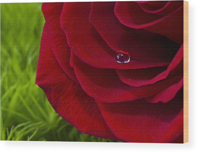 Wall Art Wood Print featuring the photograph Drop on a Rose by Marlo Horne