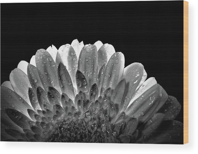 Black And White Wood Print featuring the photograph Drops on the flower by Lilia S