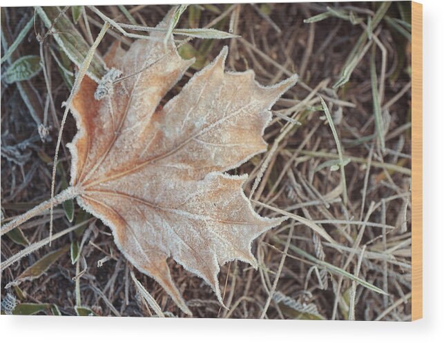 Jenny Rainbow Fine Art Photography Wood Print featuring the photograph Dry Frosted Maple Leaf by Jenny Rainbow