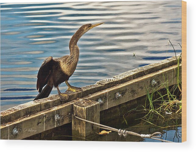 Anhinga Wood Print featuring the photograph Drying Out by Christopher Holmes