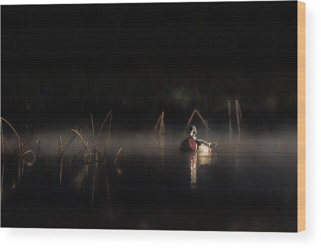 Wood Duck Wood Print featuring the photograph Duck of the Morning Mist by Bill Wakeley