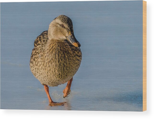 Duck Wood Print featuring the photograph Duck Walk On Ice by Yeates Photography