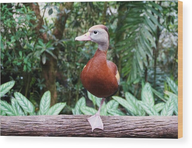 Duck Wood Print featuring the photograph Duckling by Julia Ivanovna Willhite