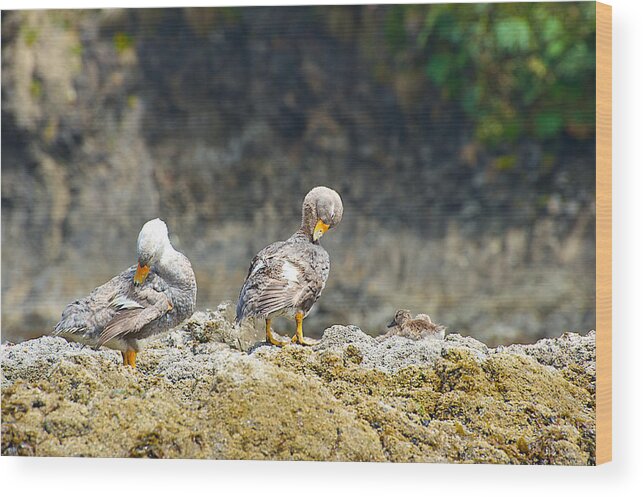 Photograph Wood Print featuring the photograph Ducks on a Rock by Richard Gehlbach