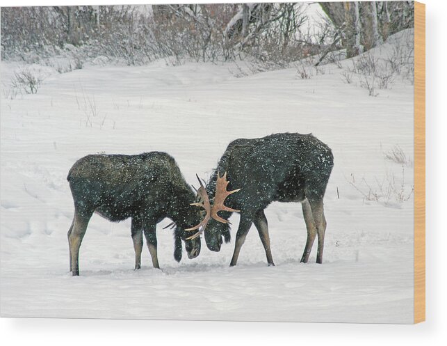 Duel Wood Print featuring the photograph Dueling Moose by Ted Keller