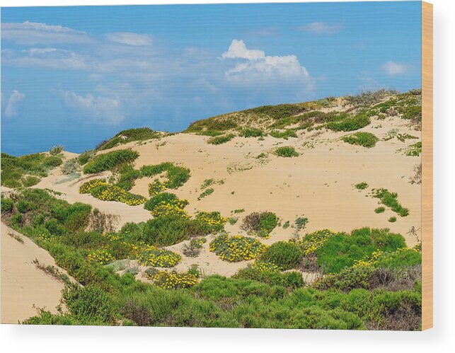 Sand Dune Wood Print featuring the photograph Dune Flowers by Derek Dean