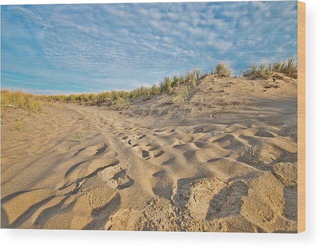 Cape Cod Wood Print featuring the photograph Dune Top Trail by Marisa Geraghty Photography