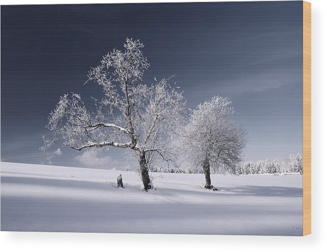Trees Wood Print featuring the photograph Duo White by Philippe Sainte-Laudy