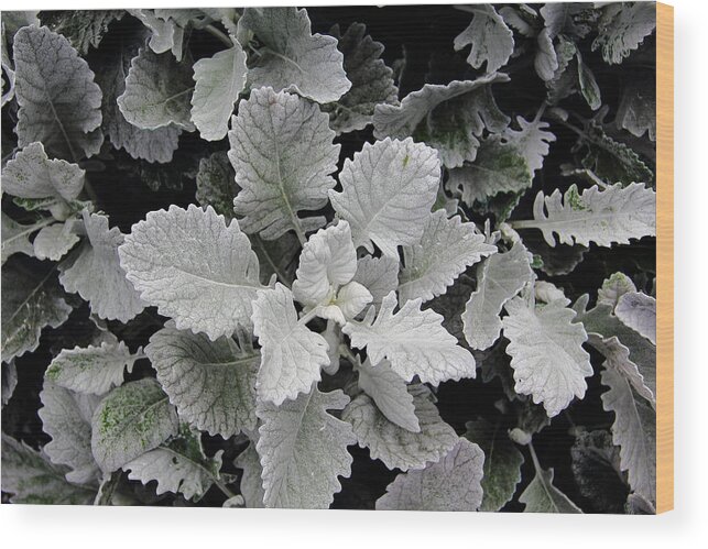 Plant Wood Print featuring the photograph Dusty Miller by Allen Nice-Webb