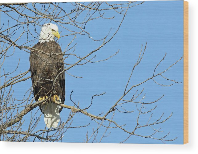 Eagle Wood Print featuring the photograph Eagle by Brook Burling