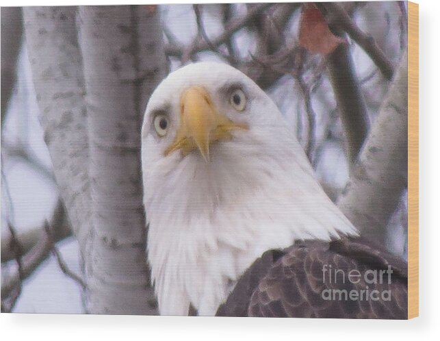 Photograph Wood Print featuring the photograph Eagle Eyes by Mary Mikawoz