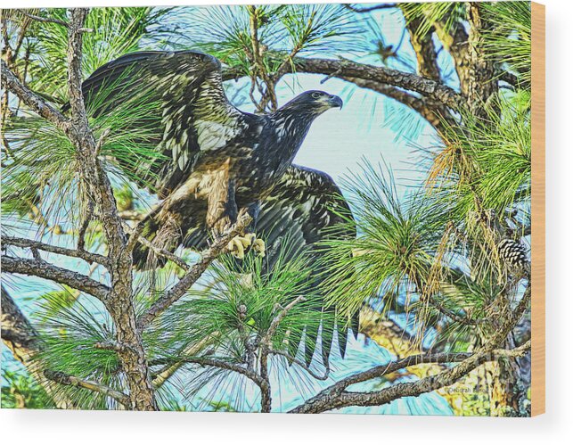 Eagle Wood Print featuring the photograph Eagle Fledgling 2017 by Deborah Benoit