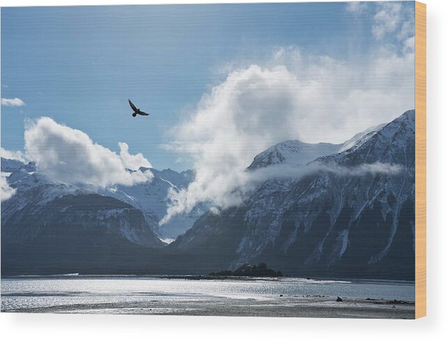 Alaska Wood Print featuring the photograph Eagle flying over the Chilkat Inlet by Michele Cornelius