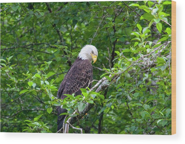 Bald Eagle Wood Print featuring the photograph Eagle in the Tree by Anthony Jones