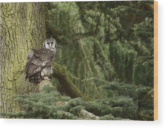 Owl Wood Print featuring the photograph Eagle Owl In Forest by Adrian Wale
