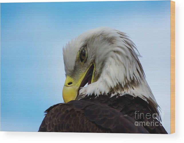 Eagle Wood Print featuring the photograph Eagle by Quinn Sedam