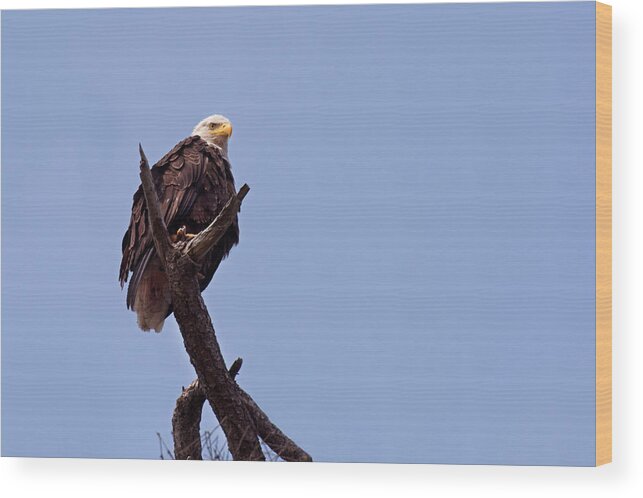 Bald Eagles Wood Print featuring the photograph Eagle's Perch by David Lunde