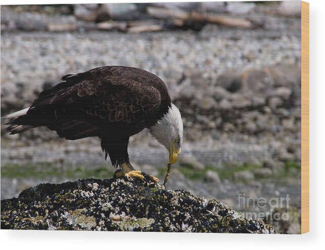 Alertness Wood Print featuring the photograph Eagle's Prize by Venetta Archer