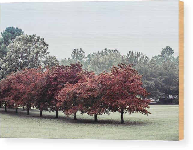 Fall Wood Print featuring the photograph Early Fall by Carlee Ojeda