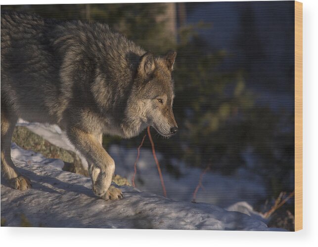 Wolf Wood Print featuring the photograph Early light by Jeff Shumaker
