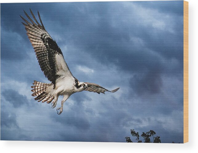 An Osprey Starts An Early Patrol Over The Lake Looking For It's First Catch Of The Day Against A Cold And Stormy Sky. Wood Print featuring the photograph Early morning Osprey by Brian Tarr
