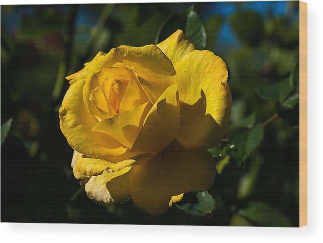 Rose Wood Print featuring the photograph Early Morning Rose by Kenneth Albin