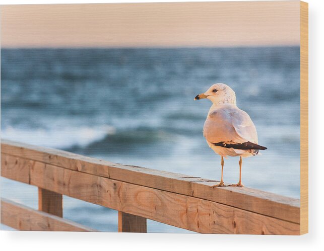 Gull Wood Print featuring the photograph Early Morning Visitor by Joni Eskridge