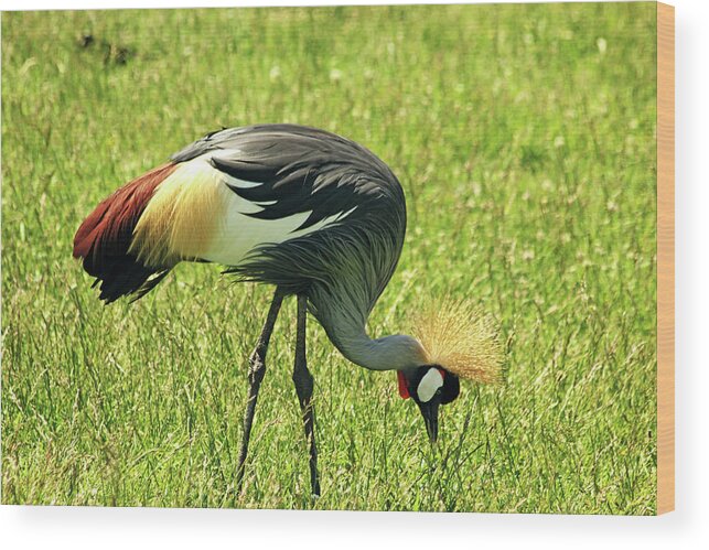 Crane Wood Print featuring the photograph East African Crowned Crane by Debbie Oppermann