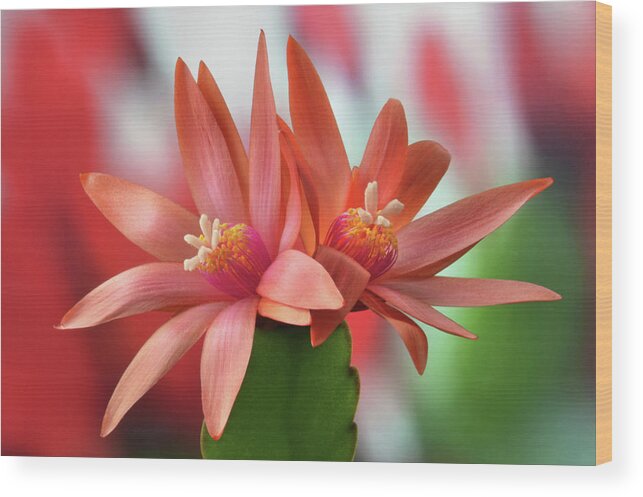 Easter Cactus Wood Print featuring the photograph Easter Cactus by Terence Davis