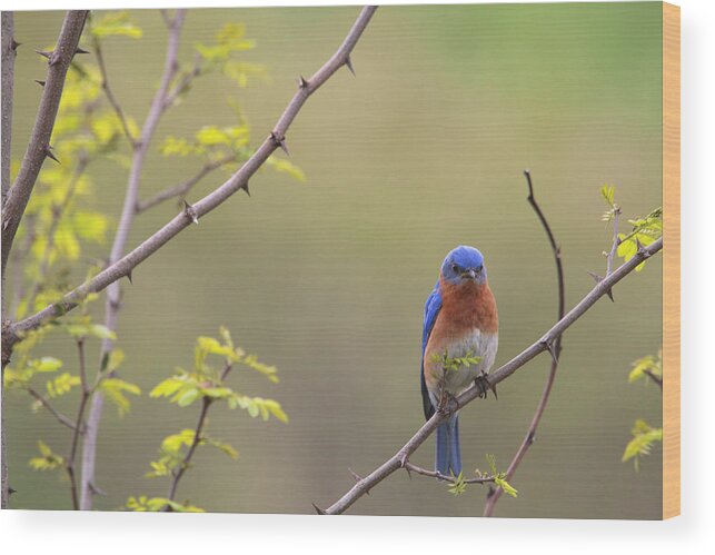 Eastern Bluebird Wood Print featuring the photograph Eastern Bluebird by Living Color Photography Lorraine Lynch