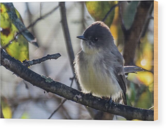 Wildlife Wood Print featuring the photograph Eastern Phoebe by John Benedict