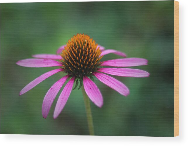 Canon T3i Wood Print featuring the photograph Eastern Purple Coneflower by Ben Shields