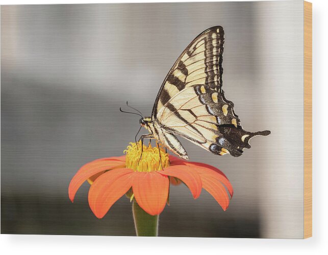 Eastern Tiger Swallowtail Wood Print featuring the photograph Eastern Tiger Swallowtail 2018-1 by Thomas Young