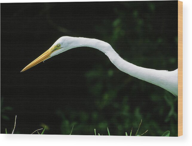 Egret Wood Print featuring the photograph Egret 1 by Ted Keller