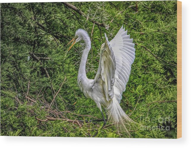 Great White Egret Wood Print featuring the photograph Egret - 3419 by Paulette Thomas