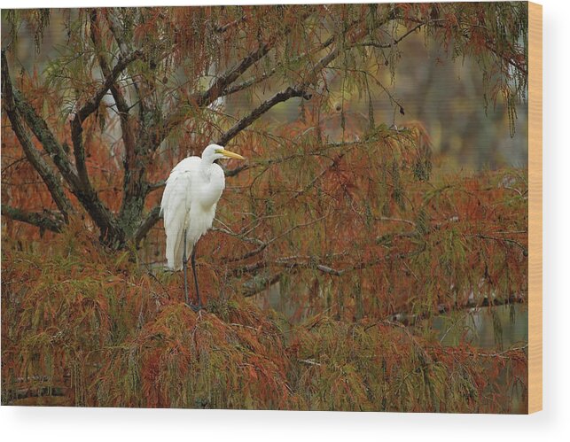 Egret Wood Print featuring the photograph Egret in Autumn by Eilish Palmer