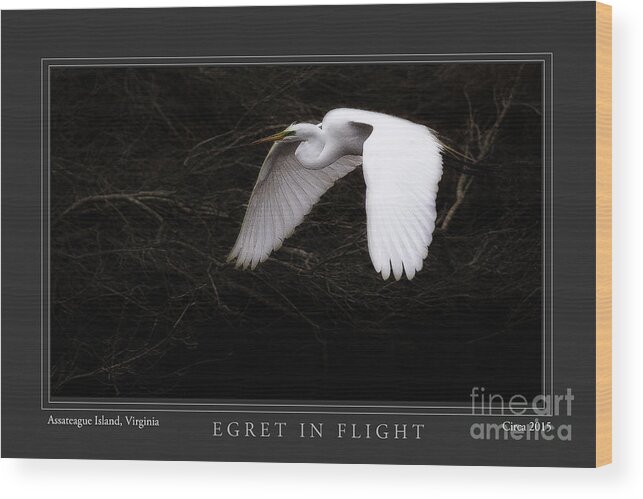 Egret Wood Print featuring the photograph Egret In Flight by Gene Bleile Photography 