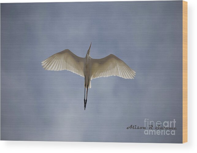 Egret Wood Print featuring the photograph Egret Overhead by Alison Salome