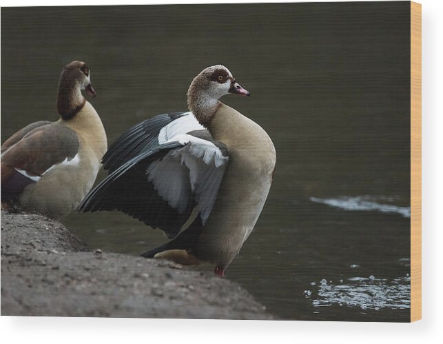 Nature Wood Print featuring the photograph Egyptian Geese by Matt Malloy