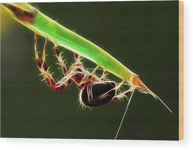 Electric Spider Wood Print featuring the photograph Electric Spider by Wes and Dotty Weber