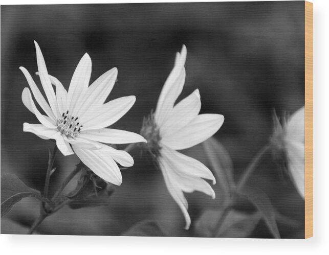 Flowers Wood Print featuring the photograph Elegant Asters by Rick Rauzi