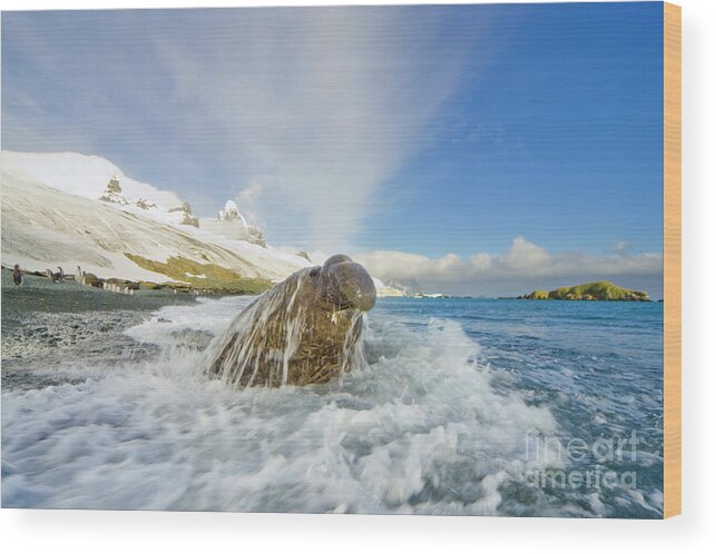 00420017 Wood Print featuring the photograph Elephant Seal in the Surf by Yva Momatiuk and John Eastcott