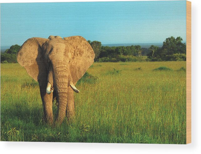 Africa Wood Print featuring the photograph Elephant by Sebastian Musial